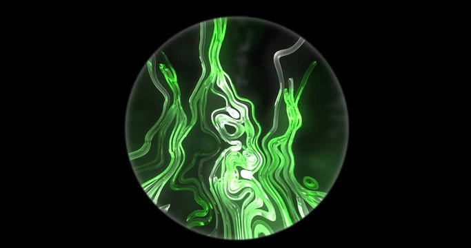 Looking through a microscope at Tapeworms