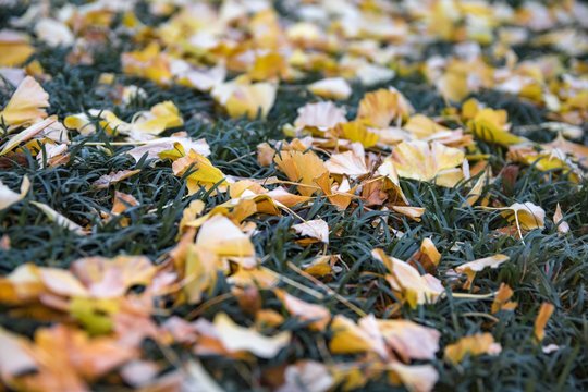 紅葉と青葉