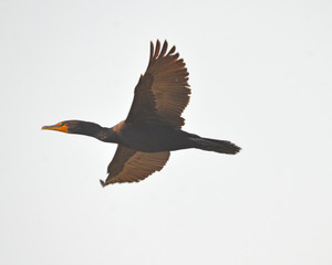comorant in flight