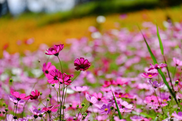 Obraz premium Beautiful flower garden on the mountain garden.