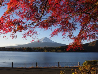 Fuji mountain with red maple leaf in foreground and sunshine at morning time of autumn.