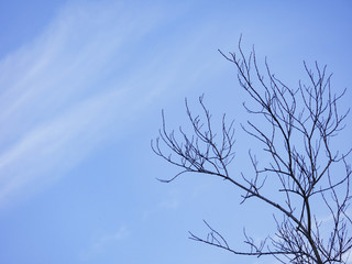 cloudy beautiful blue sky background and dry branch tree