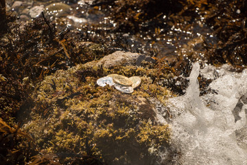Bitcoins On Rock, Lost To The Sea 