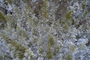 Aerial View of boreal forest at winter with fresh snow covering the trees and land