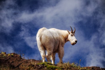 Obraz premium A Mountain goat on a sunny day on a ledge in Washington state