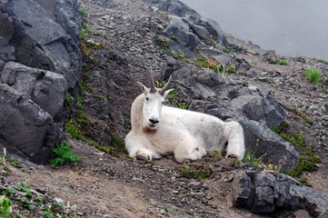 A mountain goat looking and laying down on a foggy day in Washington state