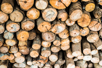 background concept Wood firewood