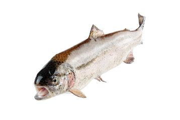trout river high sharpness of the image on a white background