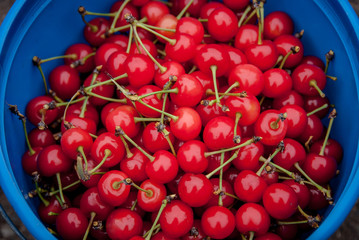 Bucket of Cherries