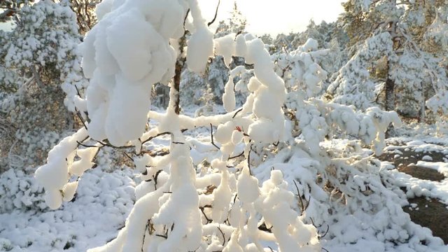 Forest in snow near the Espoo. Finland.