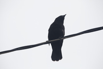 Bird on a wire