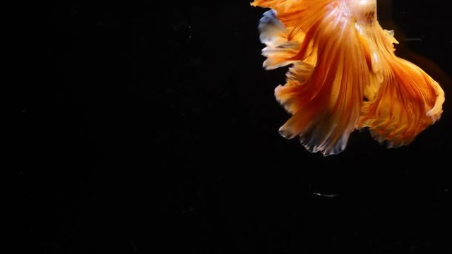Siamese fighting betta fish movement in slow motion