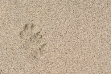 The dog footprint on the beach