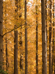 Obraz premium メタセコイヤの黄葉 水元公園