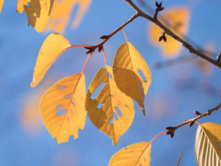 黄葉したサクラの葉