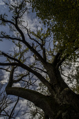 Fototapeta na wymiar prześwit nieba przez korony drzew 