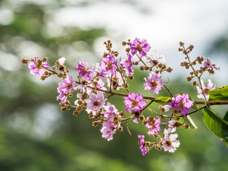 Lagerstroemia speciosa   's  flower