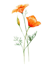 Watercolor poppy flower