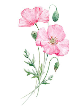 Watercolor poppy flower