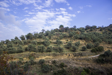 Fototapeta na wymiar Olive trees on top of the mountain