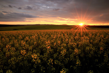 Fototapeta na wymiar Unbelievable sunset over the rape field, the sky is filled with incredible colors.Mige of inspiration and humility in front of Mother Nature