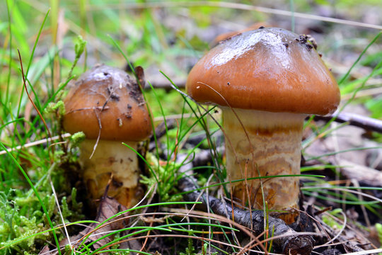 cortinarius trivialis mushroom