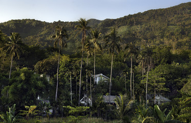 Tropical Rainforest Jungle view. Green inferno, Sanye, Hainan Island, China.