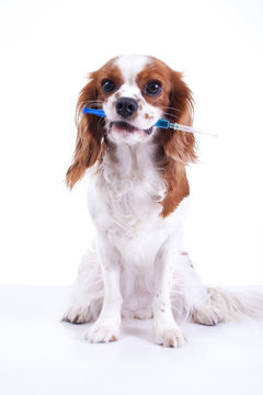 Dog pet animal vaccination in syringe. Dog holding syringe vaccination. Sick illness illustration.