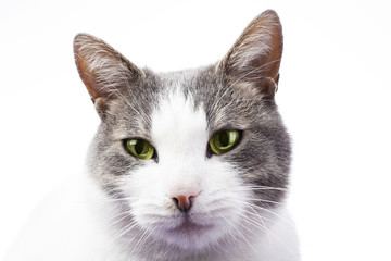 Cat with green eyes. Beautiful stunning domestic cat with green eyes. Ad banner commercial or for any concept. Cat on isolated white studio background. Cute kitten.