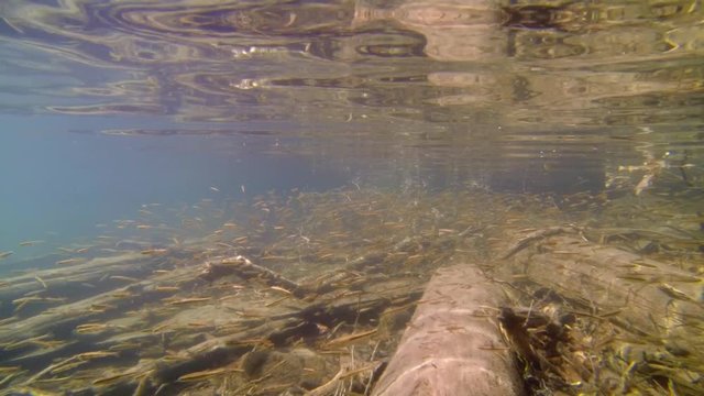 Common minnow fish in shallow water with snags