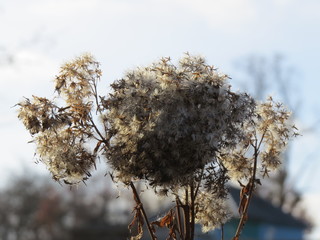 Autumn grass. Fluff.  Village. Bryansk district. (The Vast Russia! Sergey, Bryansk.)