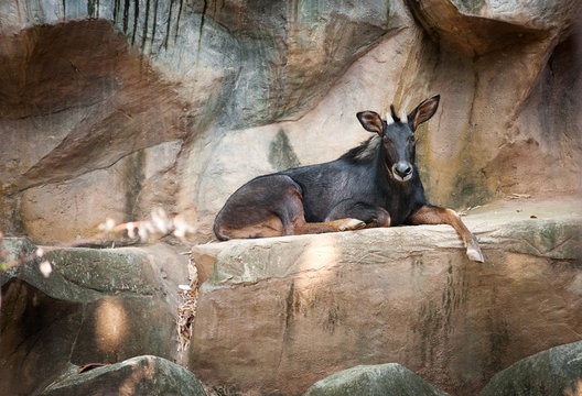 antelope Sumatran serow