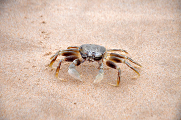 Crab on white sand beige  with brown specks