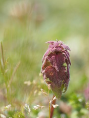 Reeve's spriraea