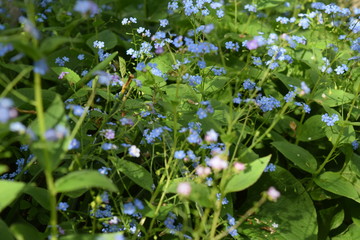 Blue flowers in a garden