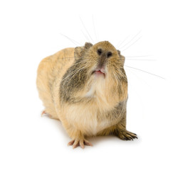 cavy, Guinea pig