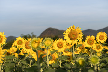 beautiful sunflower fields in garden
