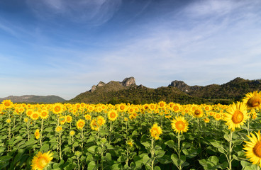beautiful sunflower fields with moutain background