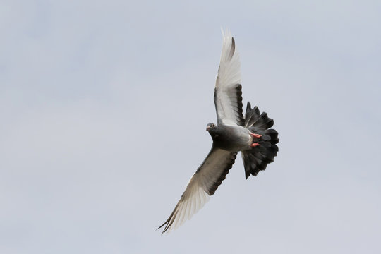 flying homing pigeon bird flying agaianst clear white sky