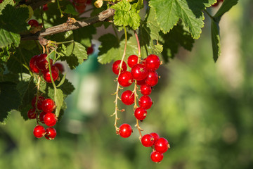 Obraz premium bush of red currant in a garden