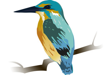 Hand drawn kingfisher. Vector.