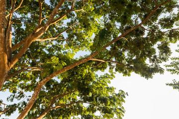 Tree and green leaves on clear sky background.