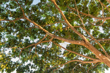 Tree and green leaves on clear sky background.
