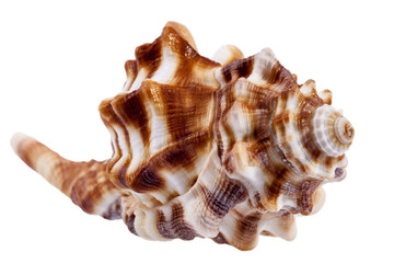 Single sea shell of horse conch isolated on white background