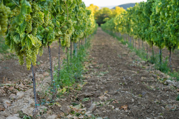 Fototapeta na wymiar Grape vines in Balaton wine region, Hungary