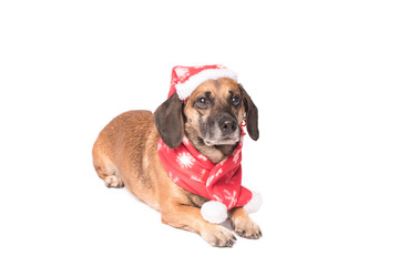 Dog in a christmas hat isolated on white