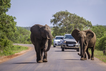 African bush elephant in Kruger National park, South Africa - obrazy, fototapety, plakaty