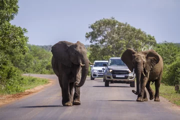 Papier Peint photo Afrique du Sud Éléphant de brousse africain dans le parc national Kruger, Afrique du Sud