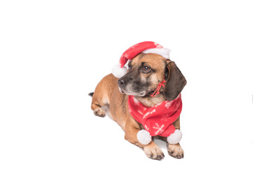 Dog in a christmas hat isolated on white