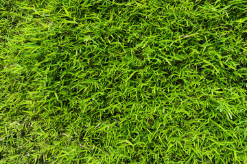 Green leaves bamboo texture and background.